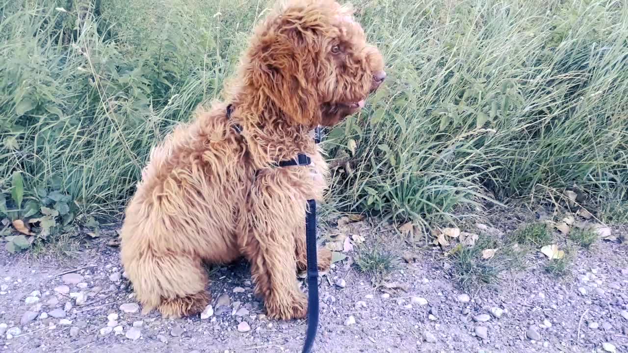 pequeño labradoodle relajándose en la carretera, full hd, 's-gravenpolder, zelanda, países bajos