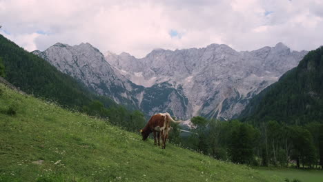 cow grazing in the alpine mountains