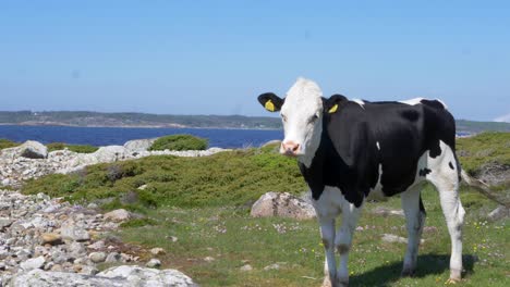 boerderijkoe kijkt nieuwsgierig en eet gras in de buurt van het kustgebied van halland in zweden op een zomerse dag