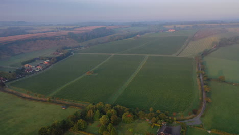 Toma-Aérea-Amplia-De-Viñedo-Brumoso-Al-Amanecer