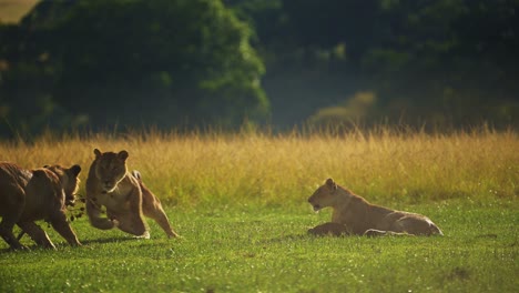 Toma-En-Cámara-Lenta-De-Leones-Jóvenes-Jugando-Por-La-Noche,-Peleando,-Vida-Silvestre-Africana-Alegre-Y-Feliz-En-La-Reserva-Nacional-Masai-Mara,-Kenia,-Animales-De-Safari-Africanos-En-La-Conservación-Del-Norte-De-Masai-Mara