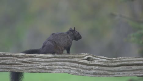 Schwarzes-Eichhörnchen,-Das-Auf-Einem-Rustikalen-Bauernhofzaun-Sitzt-Und-Kratzt