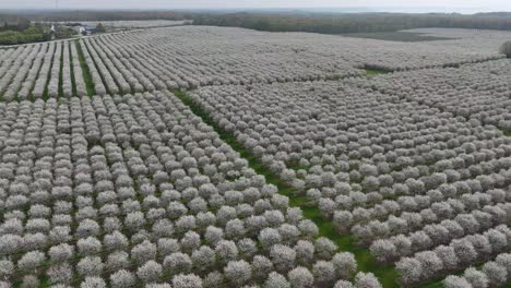 The-cherry-orchards-in-Door-County,-Wisconsin-are-in-full-bloom-in-the-spring-each-year