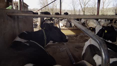 modern farm barn with milking cows eating haycows in cowshed,calf feeding on farm,agriculture industry