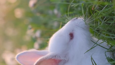 video frame, a small white bunny in green grass. cute rabbit. vertical video