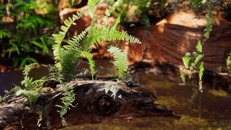 Estanque-Dorado-Tropical-Con-Rocas-Y-Plantas-Verdes