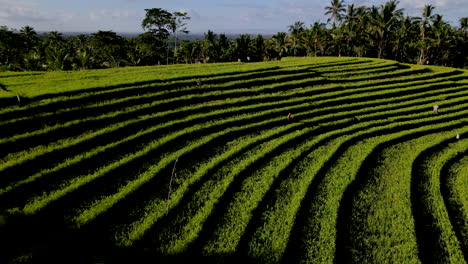 Luz-Del-Sol-A-Través-De-Los-Campos-De-Arroz-Durante-El-Verano-En-Bali,-Indonesia