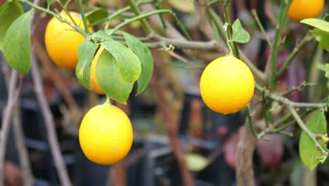 árbol de limón con limones maduros