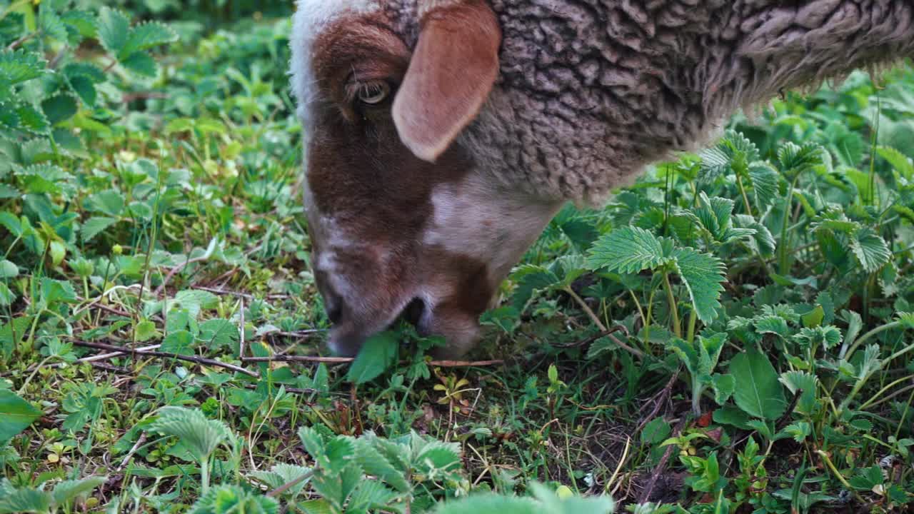 ovejas comiendo hierba verde en el prado en manali, himachal pradesh, india