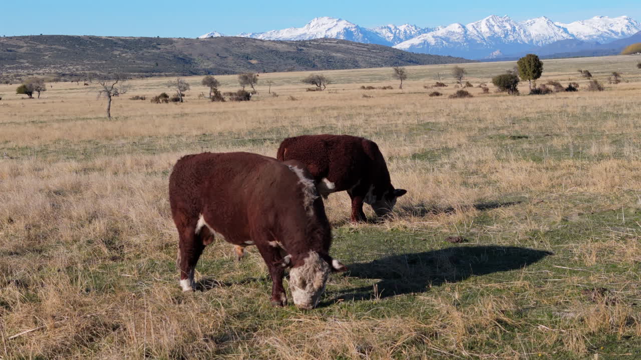 파나로마 파타고니아, 아르헨티나 소 풍경, 산 아래에서 먹는 동물, 에스의 초원, 부트