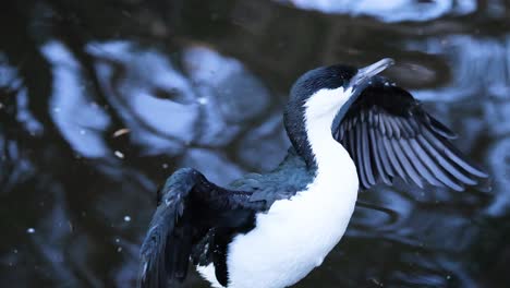 black-faced cormorant flapping wings in water