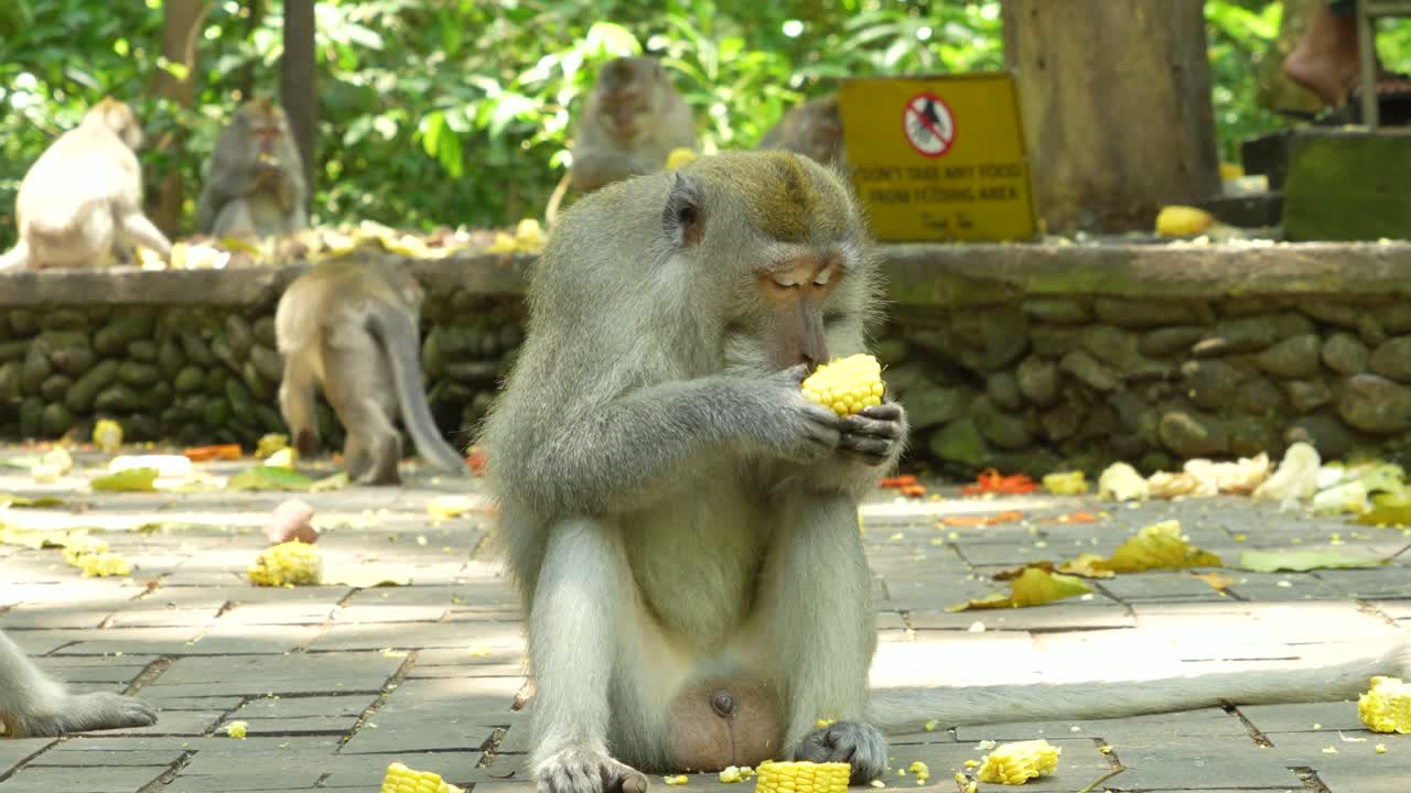 Video shows monkey eating corn beside warning sign in forest area near Ubud Monkey Forest, capturing natural behavior, quiet surroundings, and tropical wildlife setting in Bali Indonesia