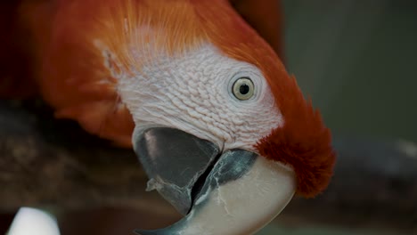 cute red macaw parrot found in national park of amazon - close up