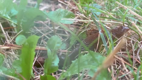 Nahaufnahme-Einer-Schnecke,-Die-Langsam-Im-Gras-Kriecht