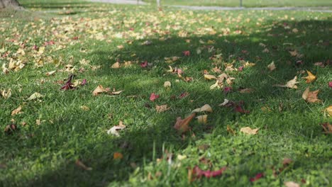 autumn leaves on grass