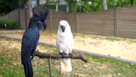 black and white cockatoo parrots sit on a rack stand