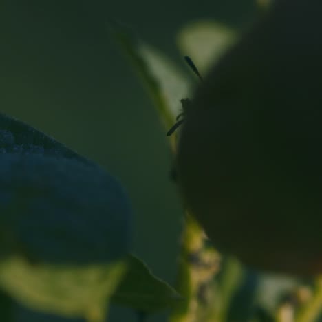 Colorado-beetle-on-a-potato-leaf-3