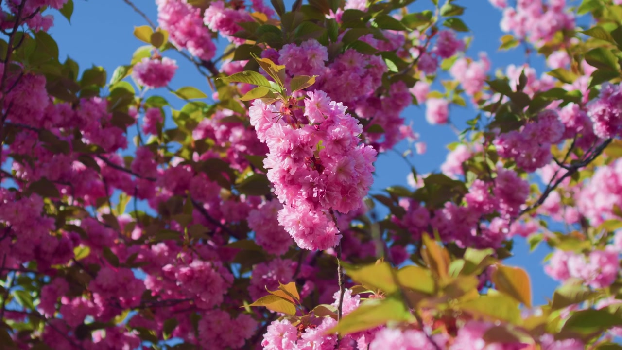 Fuchsia bloom pink flowers sky background, handheld close up shot. Beautiful spring blossoms on a tree branch waving under a clear blue daylight sky.