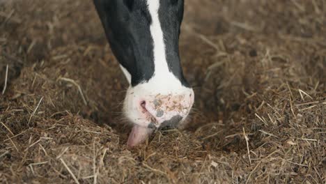 Cow's-Snout-Eating-Hay-Inside-The-Stables