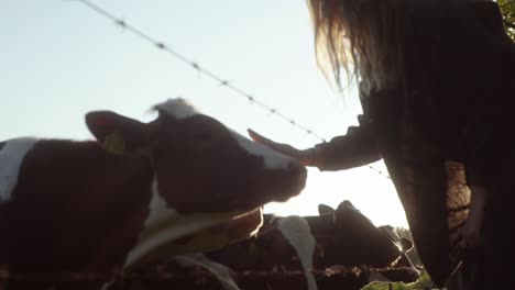 woman petting cows in a field at sunset