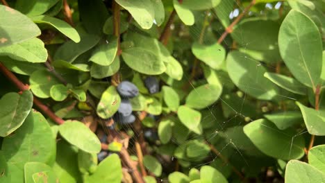 A-close-up-view-of-plump,-juicy-haskap-berries-hanging-from-a-thick,-verdant-bush