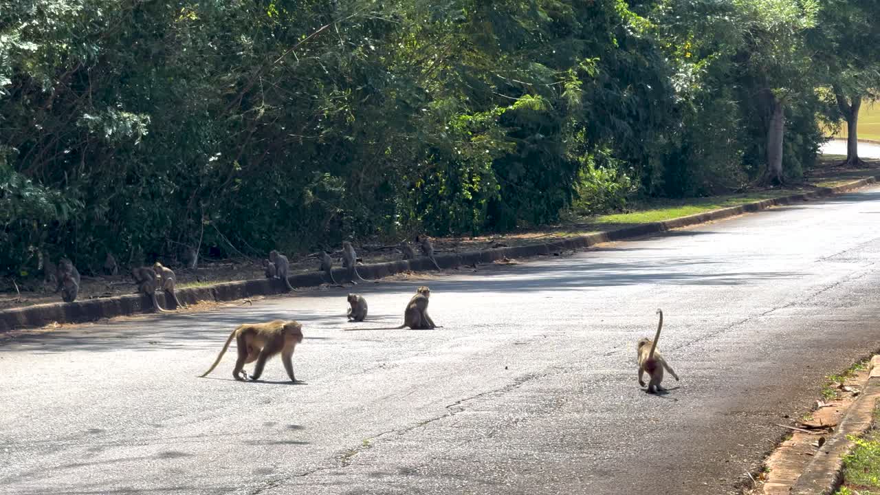 도로에 있는 원이들