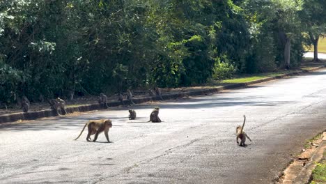 monos en el camino