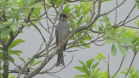 el bulbul negro de hnimalayan en nepal