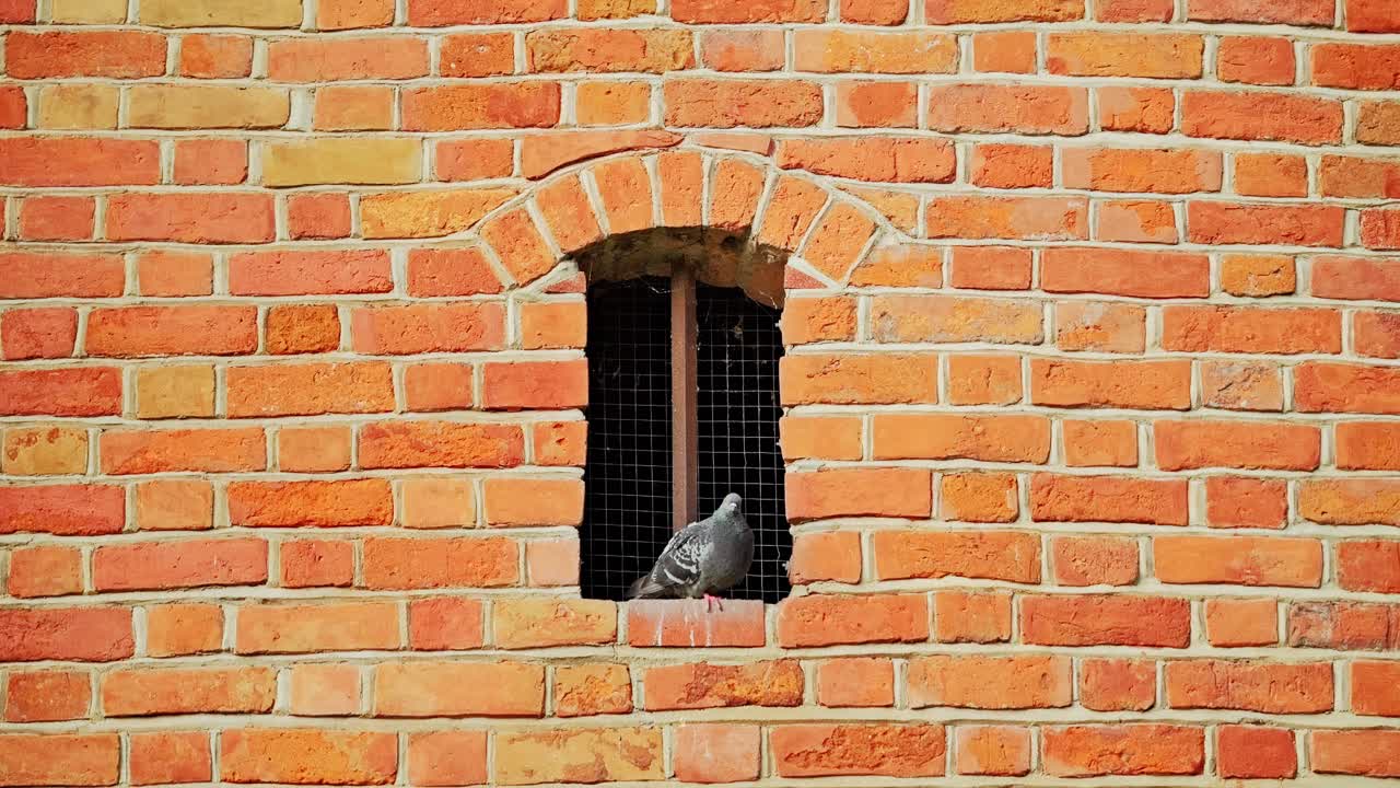 Lonely pigeon stands still on weathered brick wall ledge of historical building