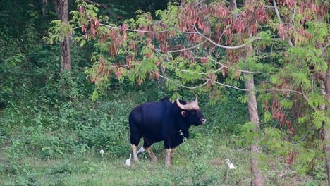 Der-Gaur-Oder-Der-Indische-Bison-Ist-Ein-Riesiges-Tier-Und-Das-Größte-Noch-Lebende-Rind-In-Süd--Und-Südostasien,-Das-Aufgrund-Von-Lebensraumverlust-Und-Jagd-Als-Gefährdet-Eingestuft-Wird