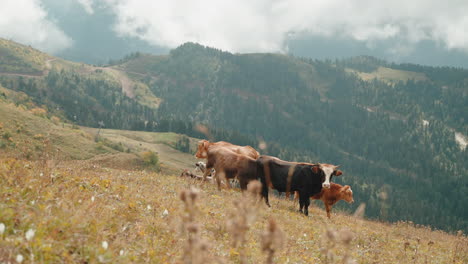 cows grazing in the mountains