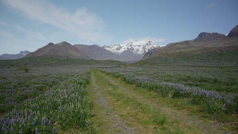 a scenic route through a valley of beautiful lupine flowers with icelandic glacier mountains in the distance