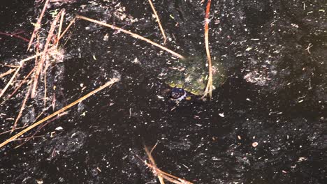 an arizona mud turtle pushing its way through the weeds and debris floating in a pond, fountain hills, arizona