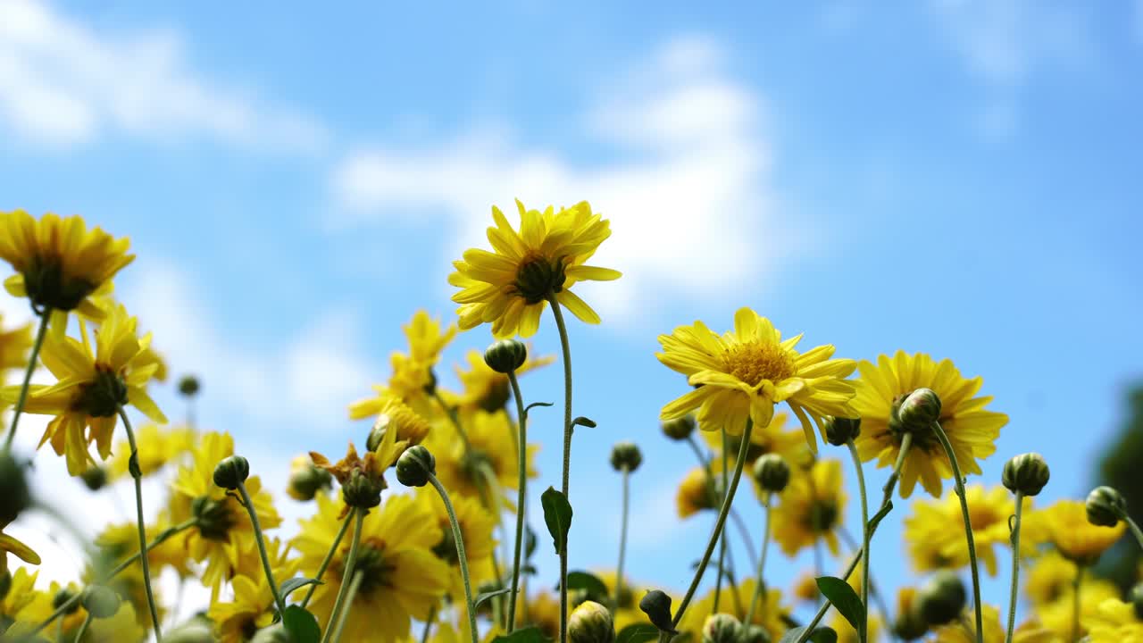 푸른 하늘과 함께 아름다운 chrysanthemum 노란 꽃 필드 구름 은 은 날