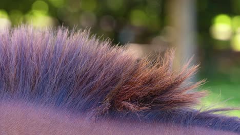 Detailed view of a horse's mane with vibrant colors, captured outdoors with soft lighting and a blurred background