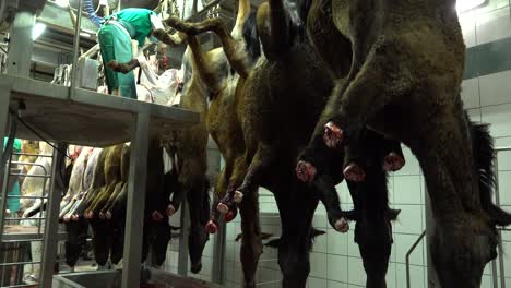 meat industry horse cutting chain with workers on platforms