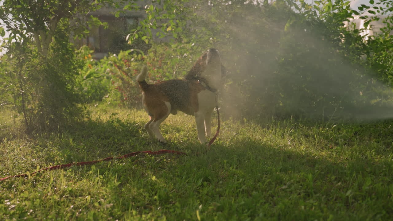 perro en el campo de hierba al lado de los árboles siendo salpicado con agua por alguien en el fondo, sacudiendo las orejas juguetón, la luz del sol se filtra a través de la vegetación, con el perro disfrutando de un aerosol de agua fría