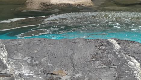 Harbor-Seals-rests-on-the-rock-p2