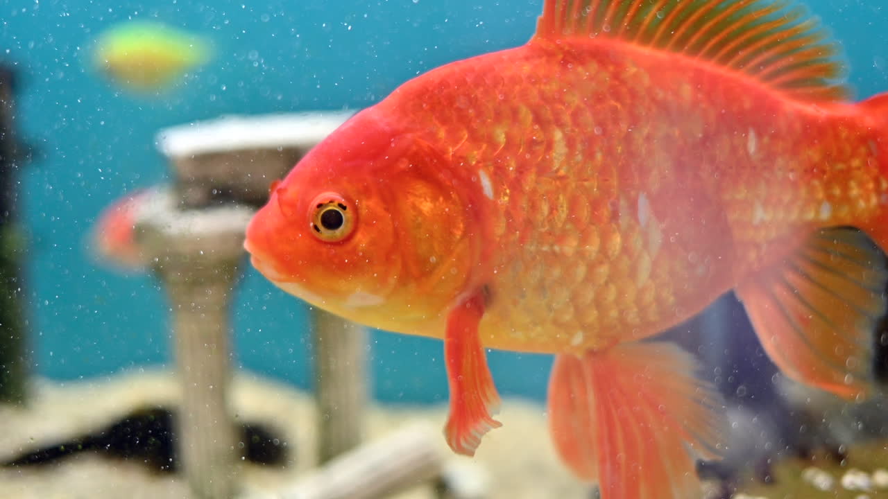 Close view of a golden fish swimming in a aquarium