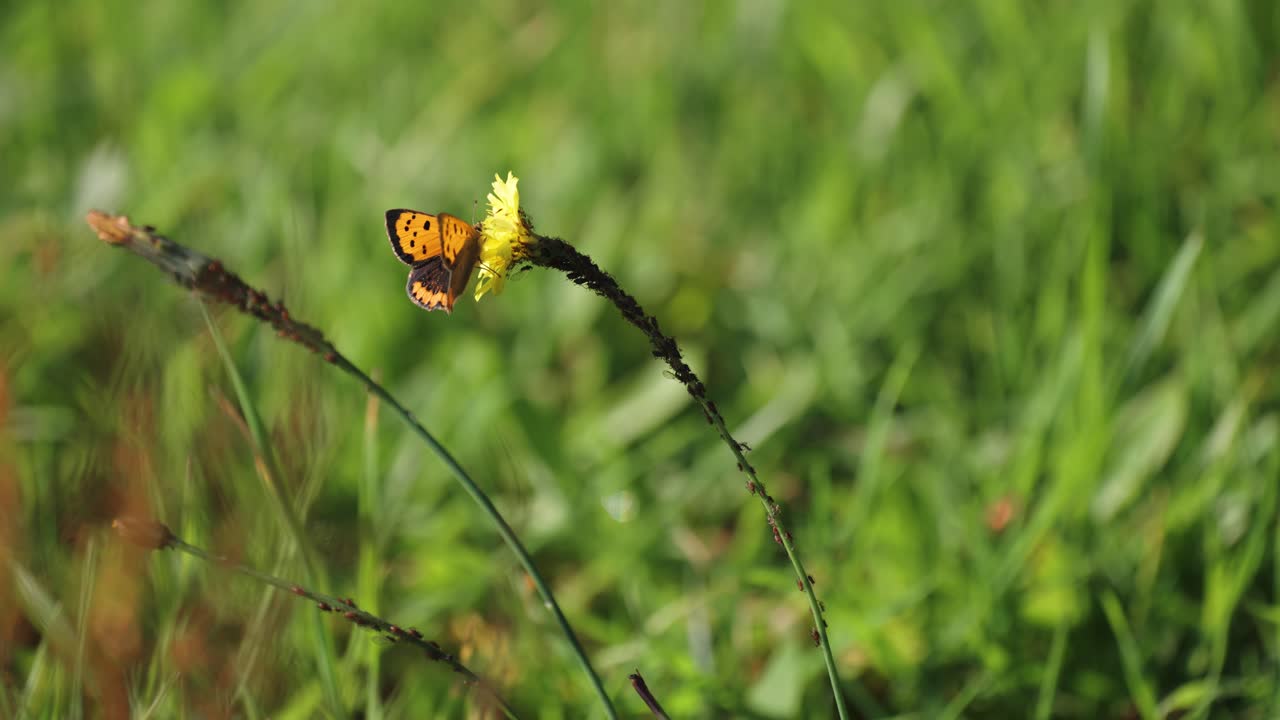 una mariposa colorida en la flor amarilla