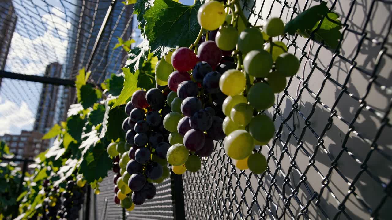 Bunches of ripe red and green grapes hang from a wire mesh fence, with city buildings visible in the background, showcasing urban viticulture