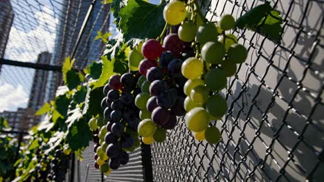 bunches of ripe red and green grapes hang from a wire mesh fence, with city buildings visible in the background, showcasing urban viticulture