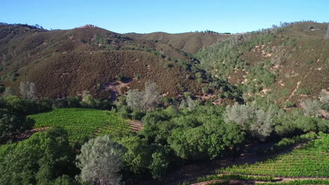 A-side-view-aerial-along-a-hillside-over-rows-of-vineyards-in-Northern-California's-Sonoma-County-2