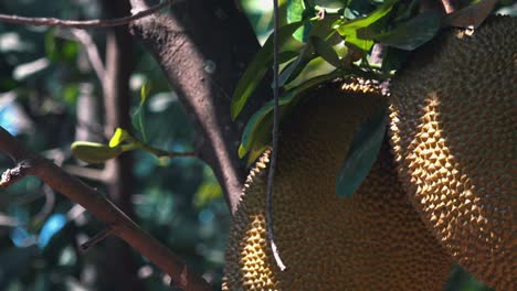 Close-Exterior-Shot-of-Two-Jack-Fruit-Slow-Motion-Zoom-Out-Hanging-on-Tree-in-the-Day