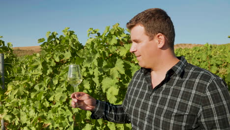 hombre mirando un vaso de vino en un hermoso viñedo