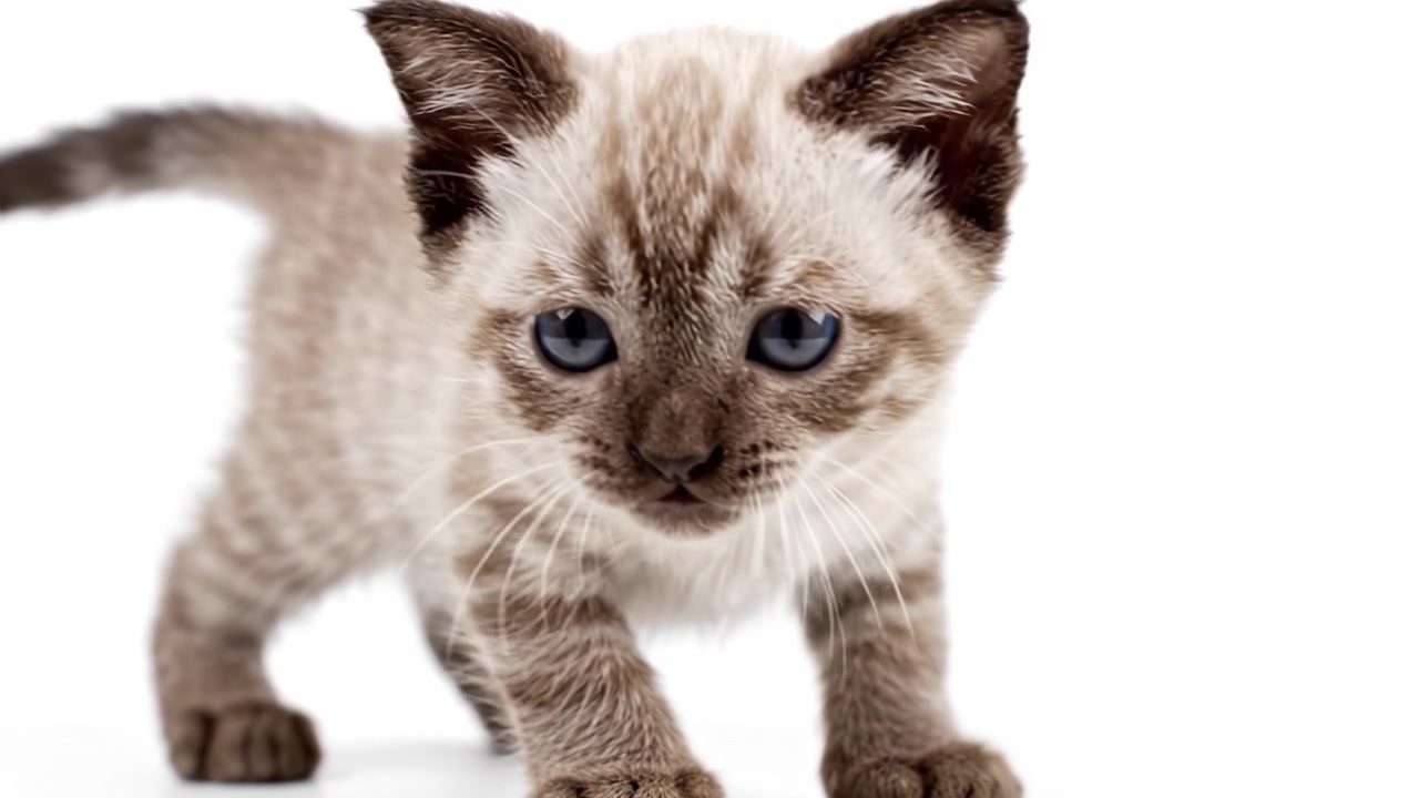 Un gattino carino e giocoso che esplora il suo ambiente con curiosi occhi blu e adorabili caratteristiche, catturando l'attenzione in questa affascinante sequenza video.