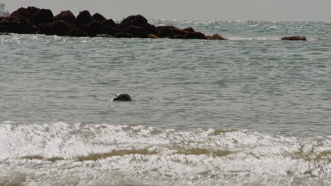 wild seal enjoys ocean water near rocky coastline, static view