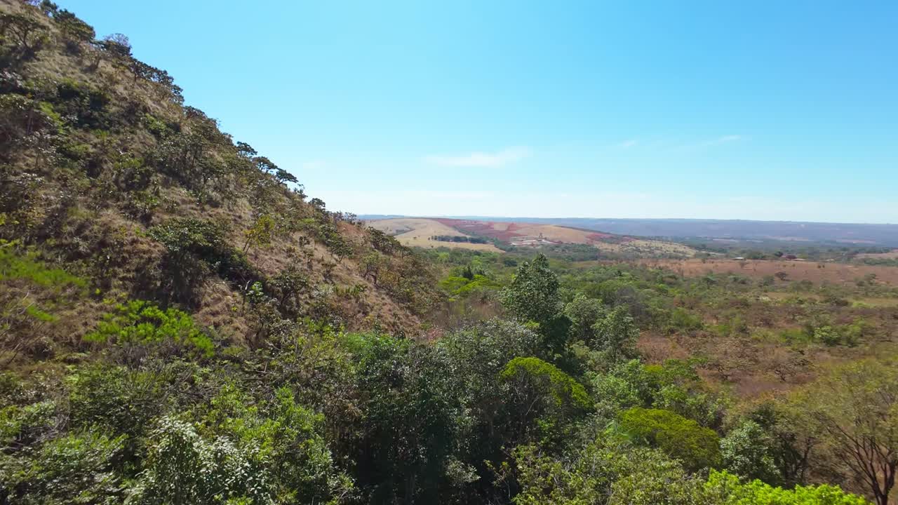 Buriti palm rising against bright savanna sunlight, highlighting verdant Cerrado landscape with native Brazilian wilderness stretching across horizon