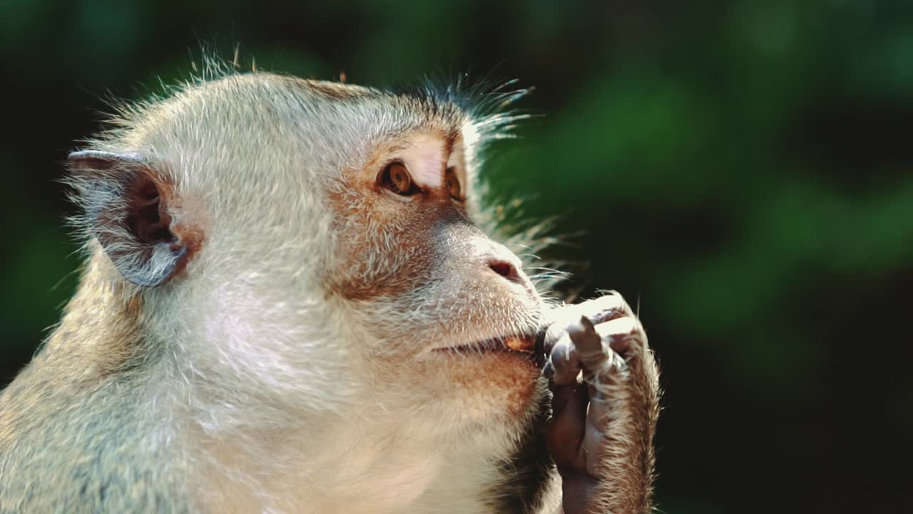 Slow Motion footage of a naughty, cute and curious Macaque Monkey at a temple at Kuala Lumpur, Malaysia. The leaves in the background are blurry.
