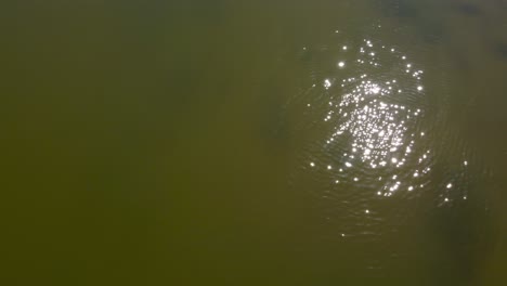 Looking-down-at-the-shallow-green-river-water-then-push-forward-to-reveal-a-sunken-old-boat